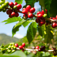 Análise de custos como fator para gerenciamento de riscos da atividade cafeeira
