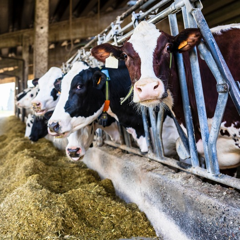 Como utilizar a análise econômica na escolha de vacas para descarte