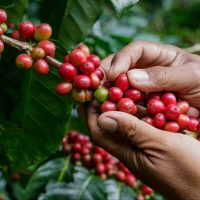 O que fazer para aumentar a eficiência da mão de obra na cafeicultura?