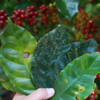 Alta produtividade e qualidade das lavouras cafeeiras com o controle de pragas e doenças
