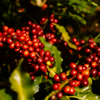 Seleção de cultivares para a formação de lavoura cafeeira mais produtiva e rentável