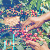 Qual o impacto com a mão de obra no custo da produção cafeeira?